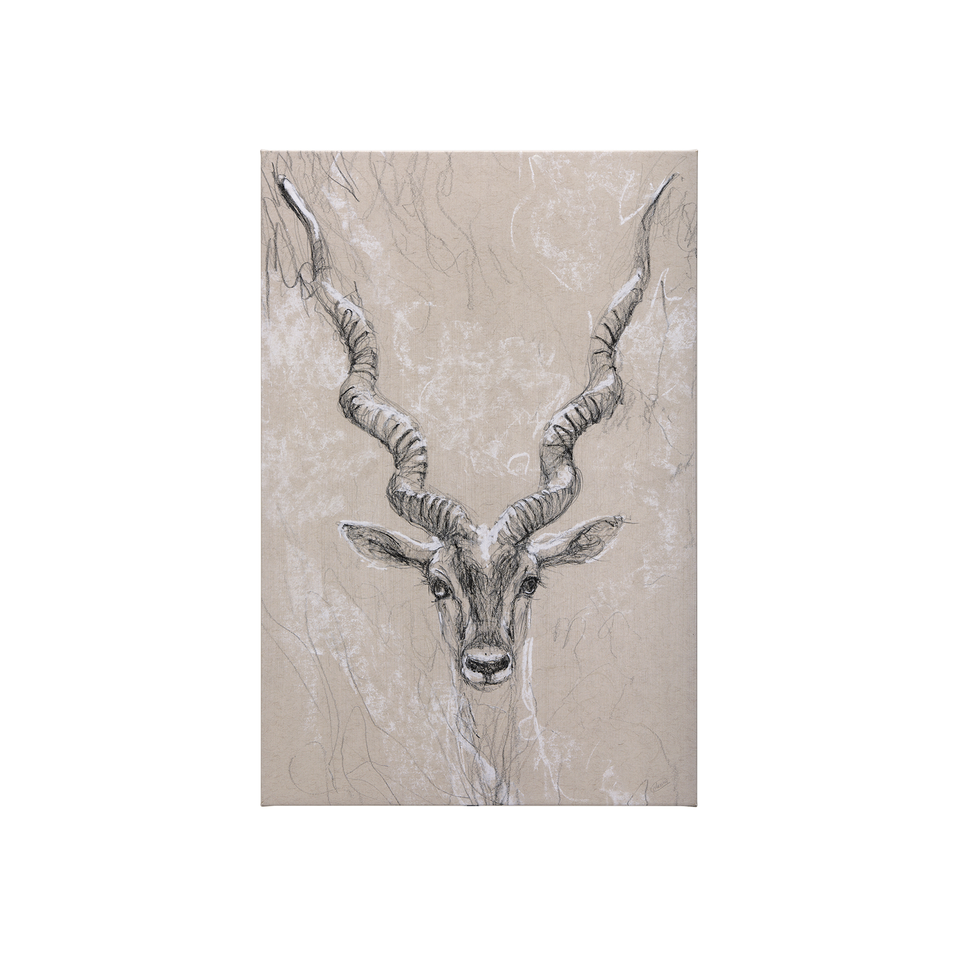 Sketch of Animal III (Antelope) (30 x 45)