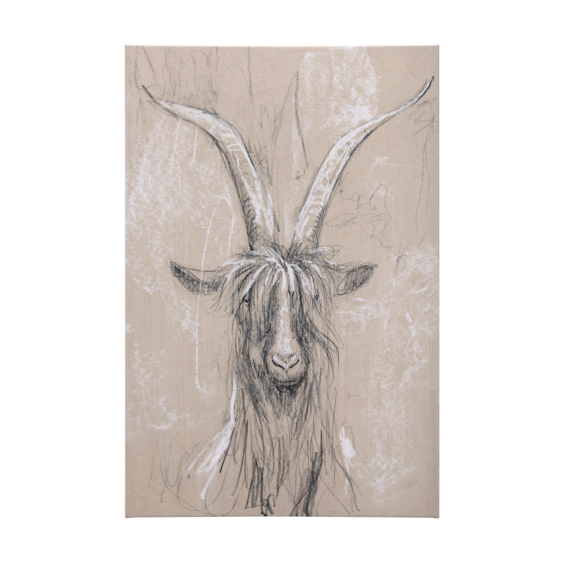 Sketch of Animal V (Goat) (40 x 60)