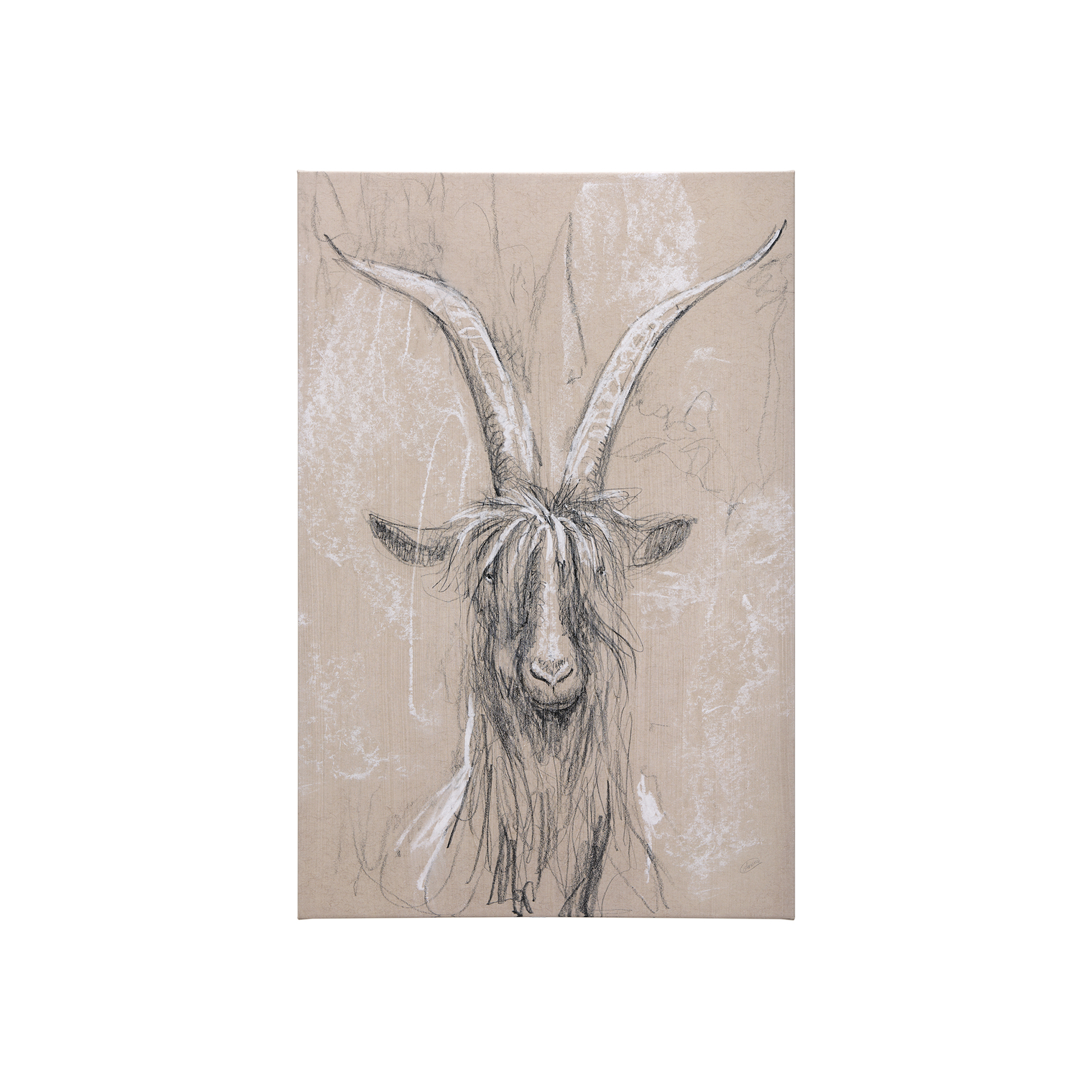 Sketch of Animal V (Goat) (30 x 45)