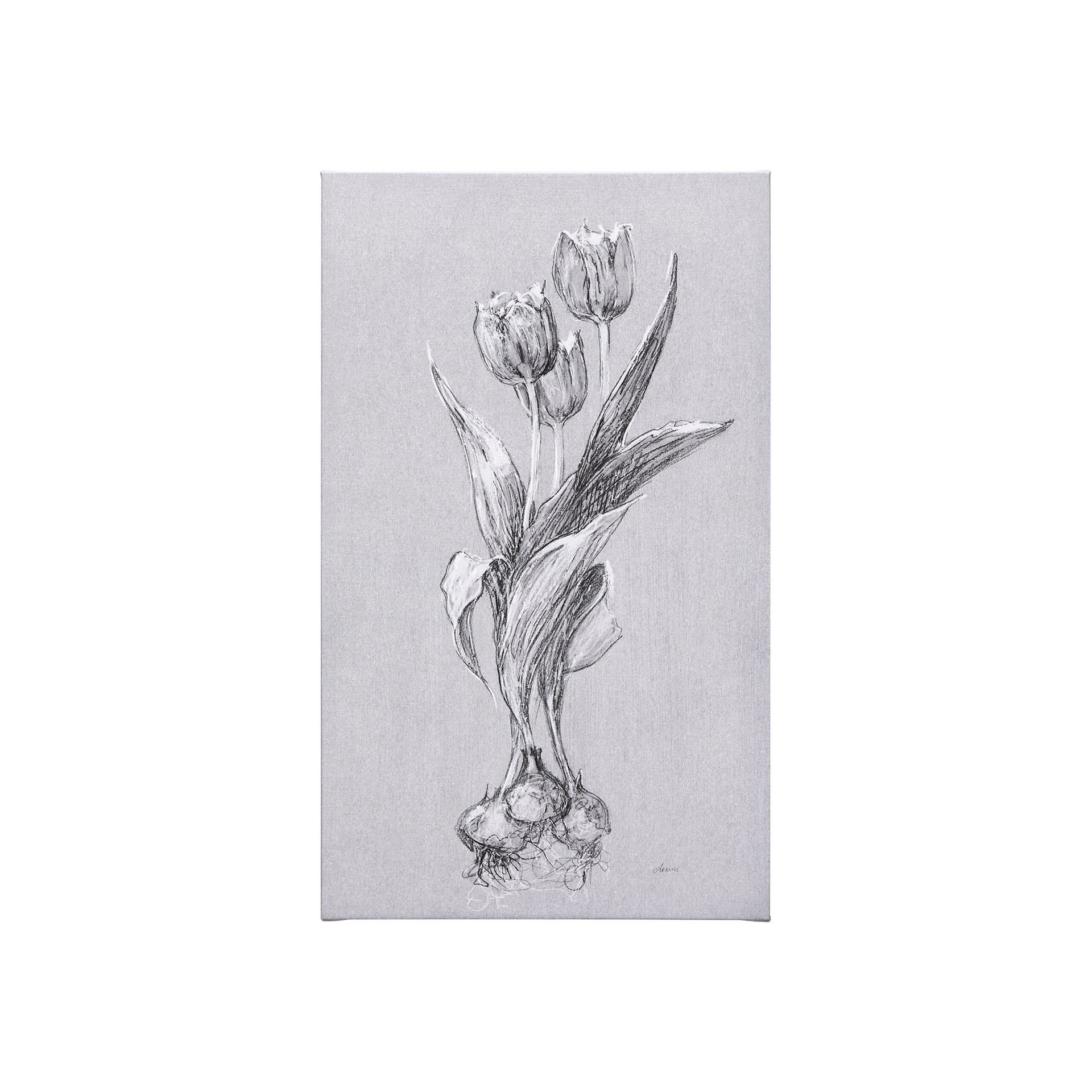 Botanical Sketches I (Grey) (21 x 35)