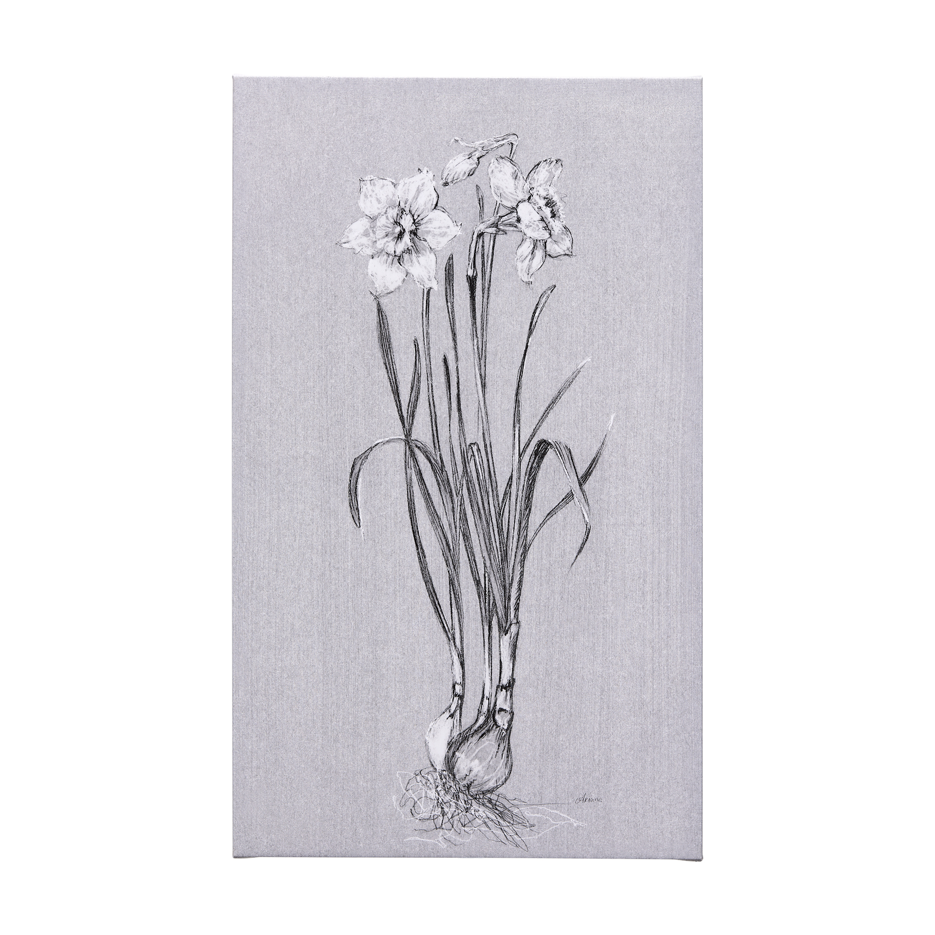 Botanical Sketches II (Grey) (36 x 60)