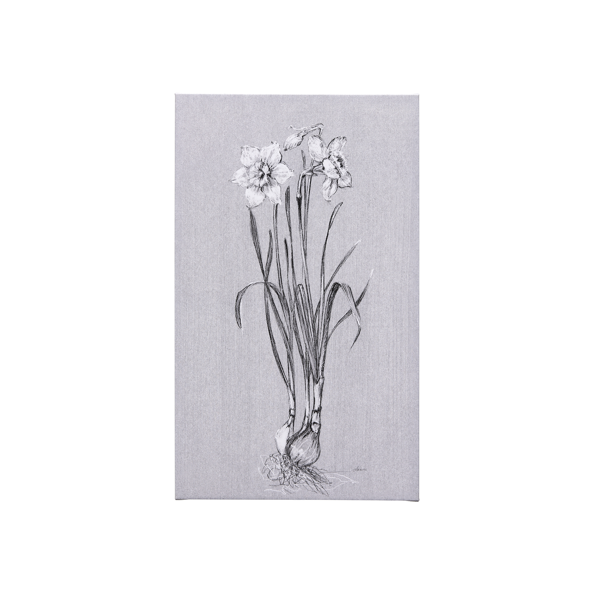 Botanical Sketches II (Grey) (21 x 35)