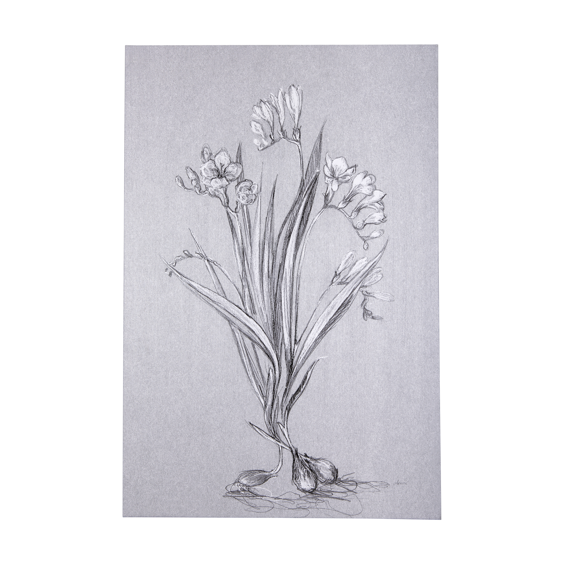 Botanical Sketches III (Grey) (40 x 60)