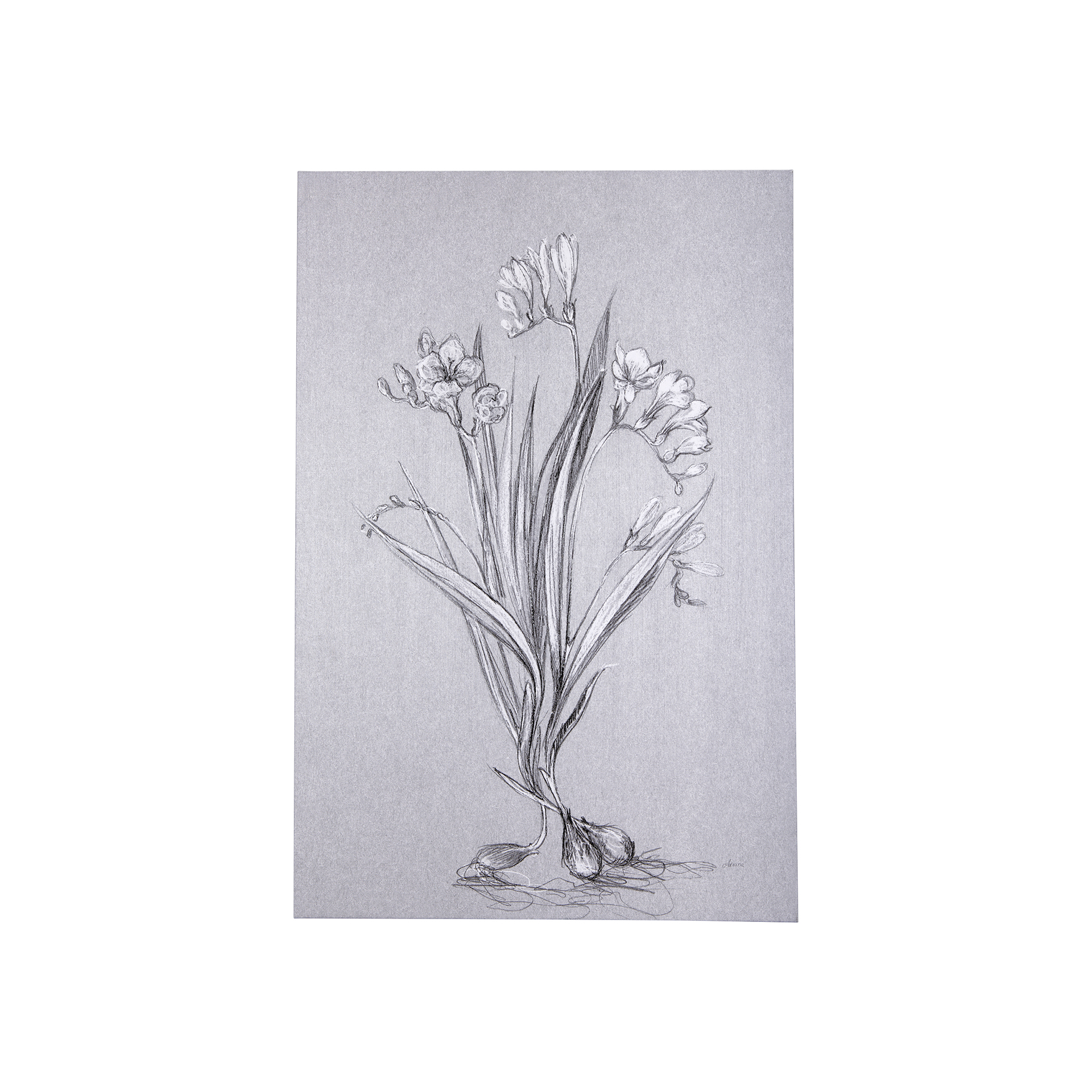 Botanical Sketches III (Grey) (24 x 36)