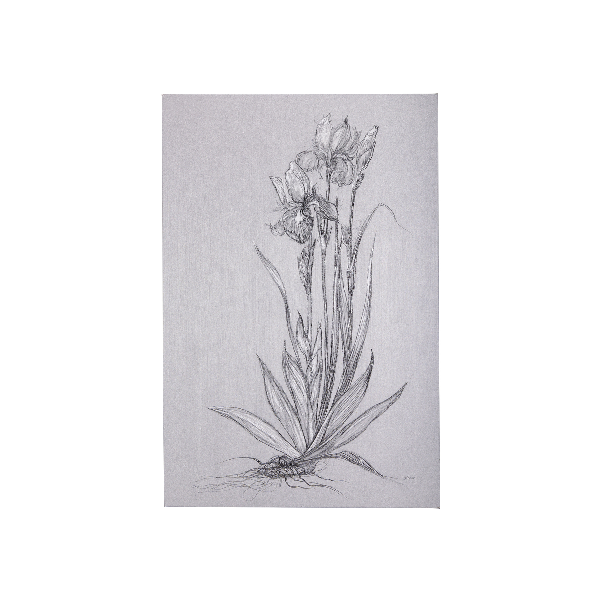 Botanical Sketches IV (Grey) (24 x 36)