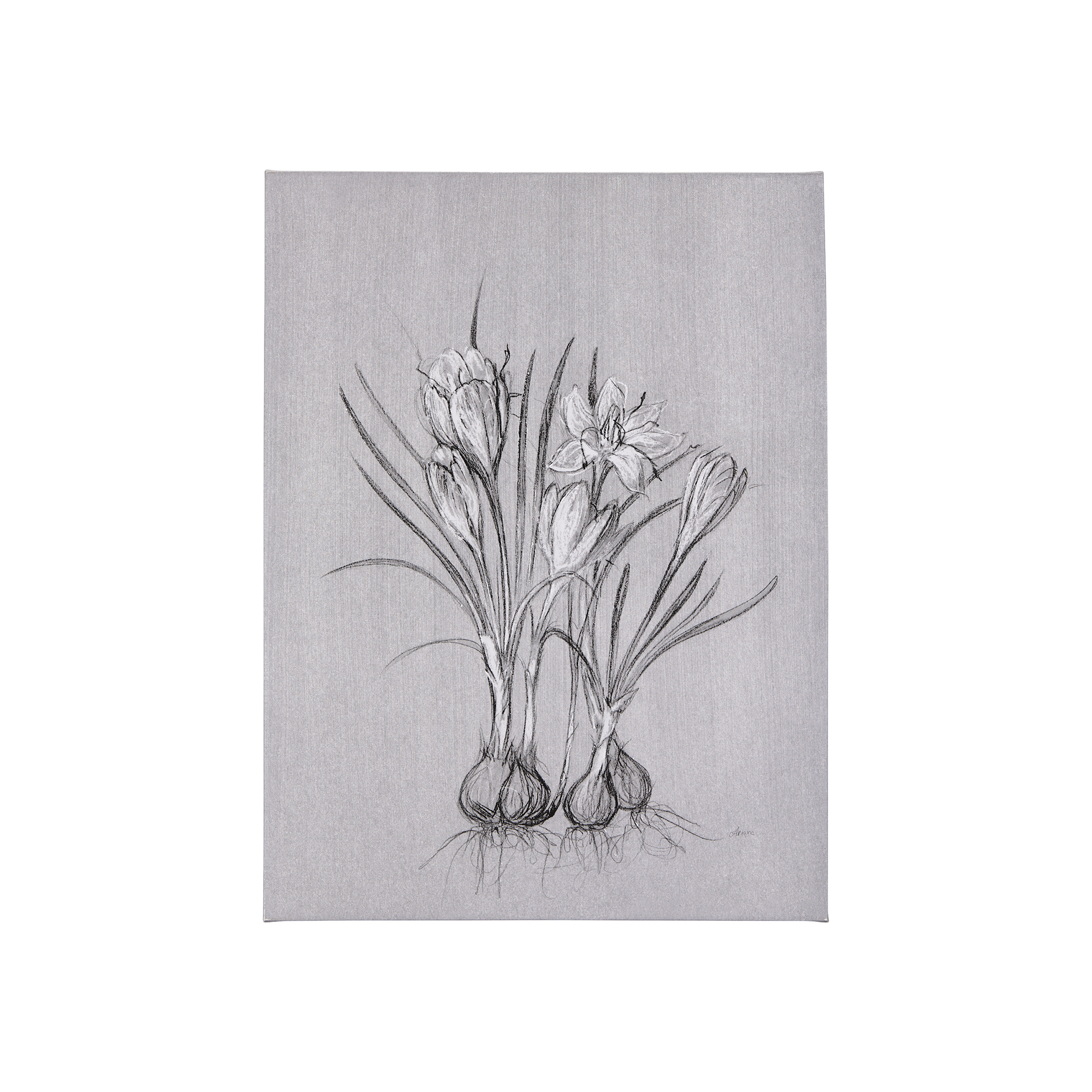 Botanical Sketches V (Grey) (21 x 35)