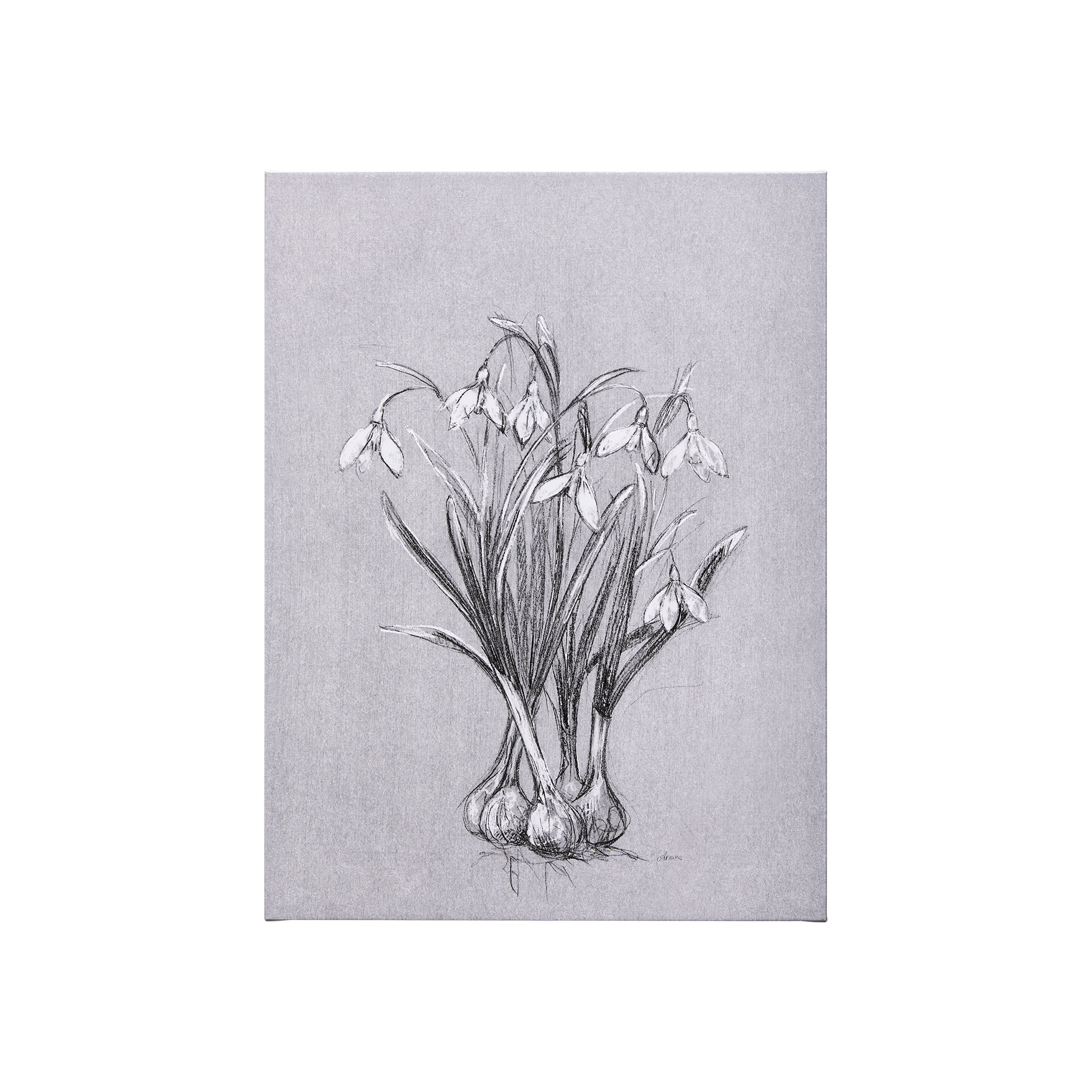 Botanical Sketches VI (Grey) (21 x 35)