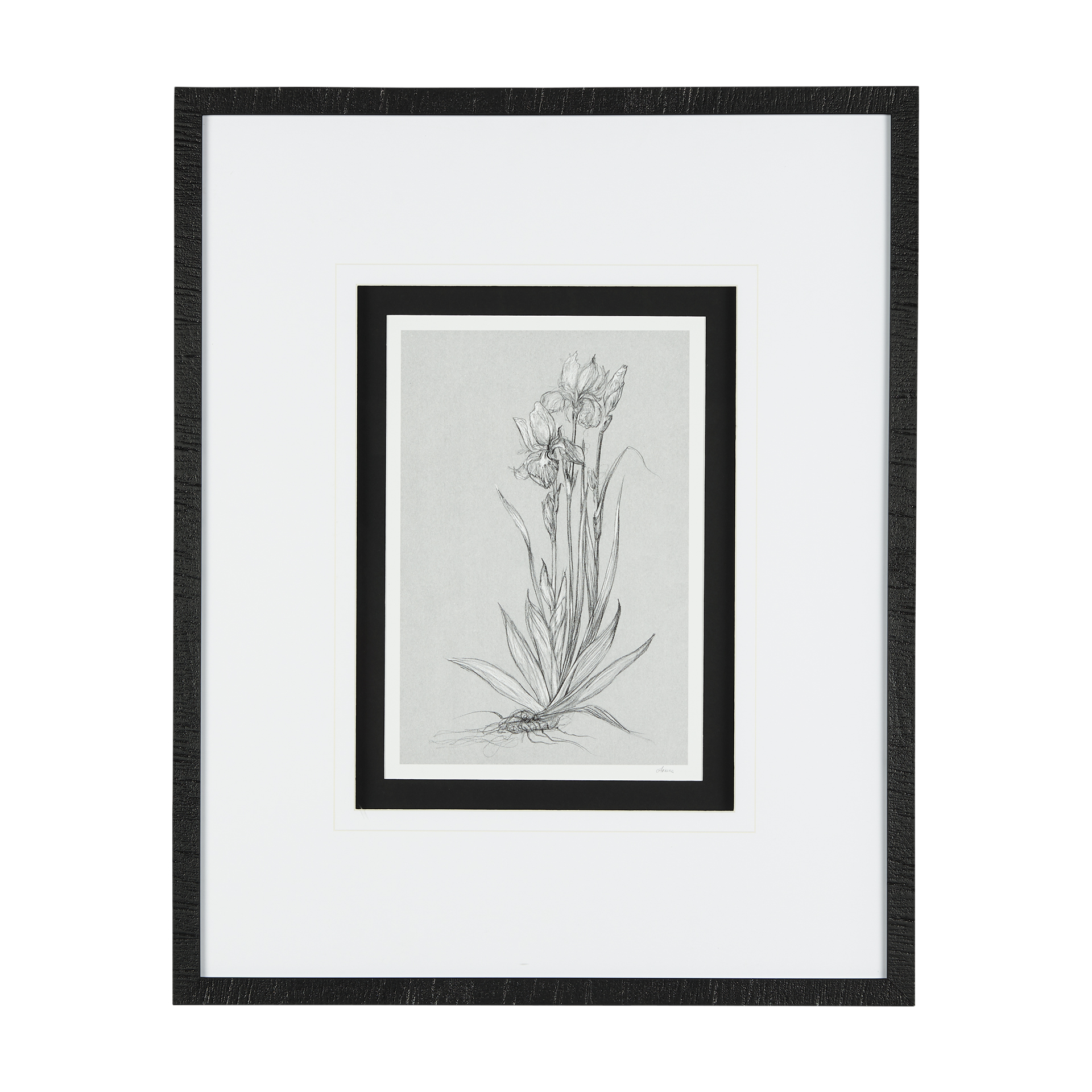 Botanical Sketches IV (Grey) (25 x 31)