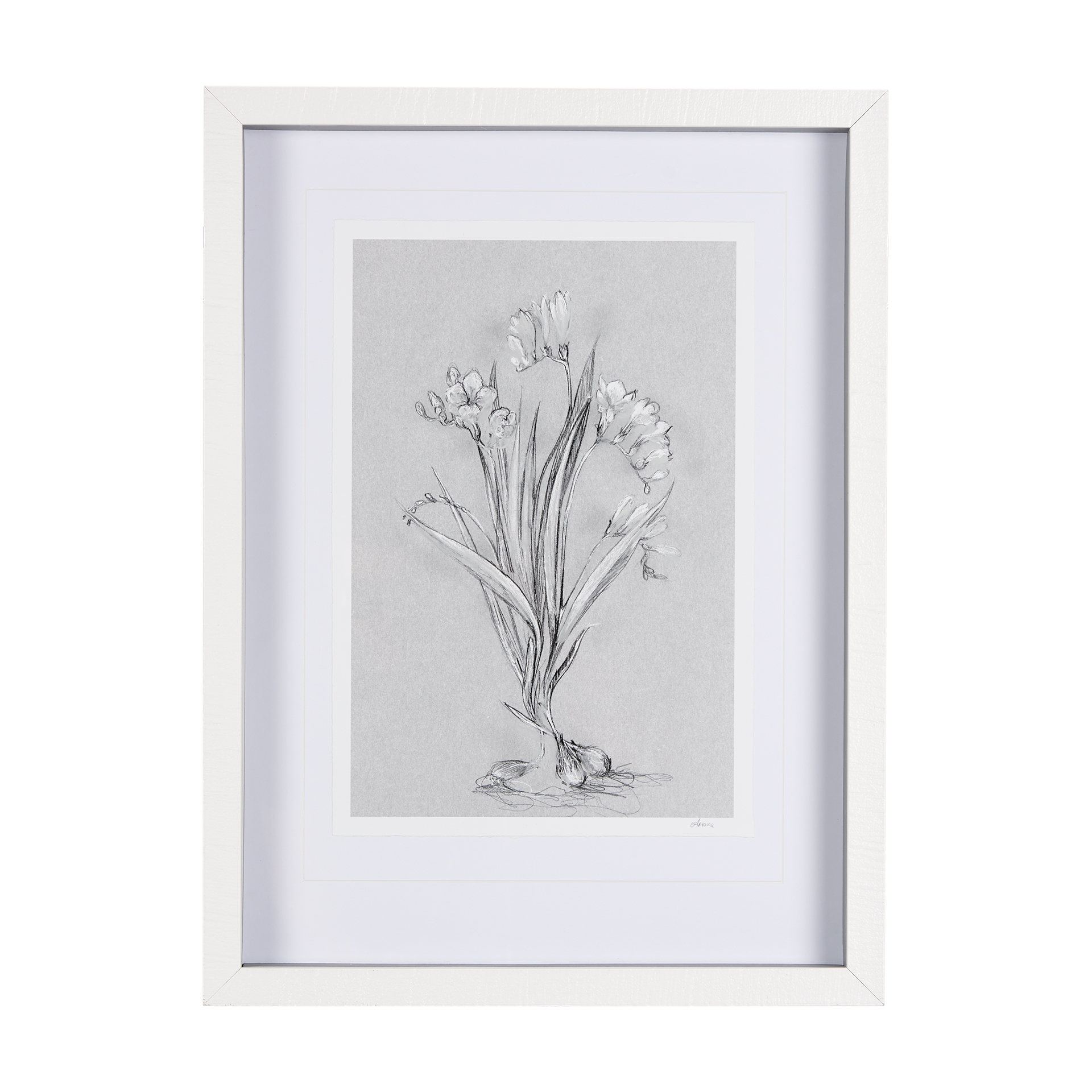 Botanical Sketches III (Grey) (17 x 23)