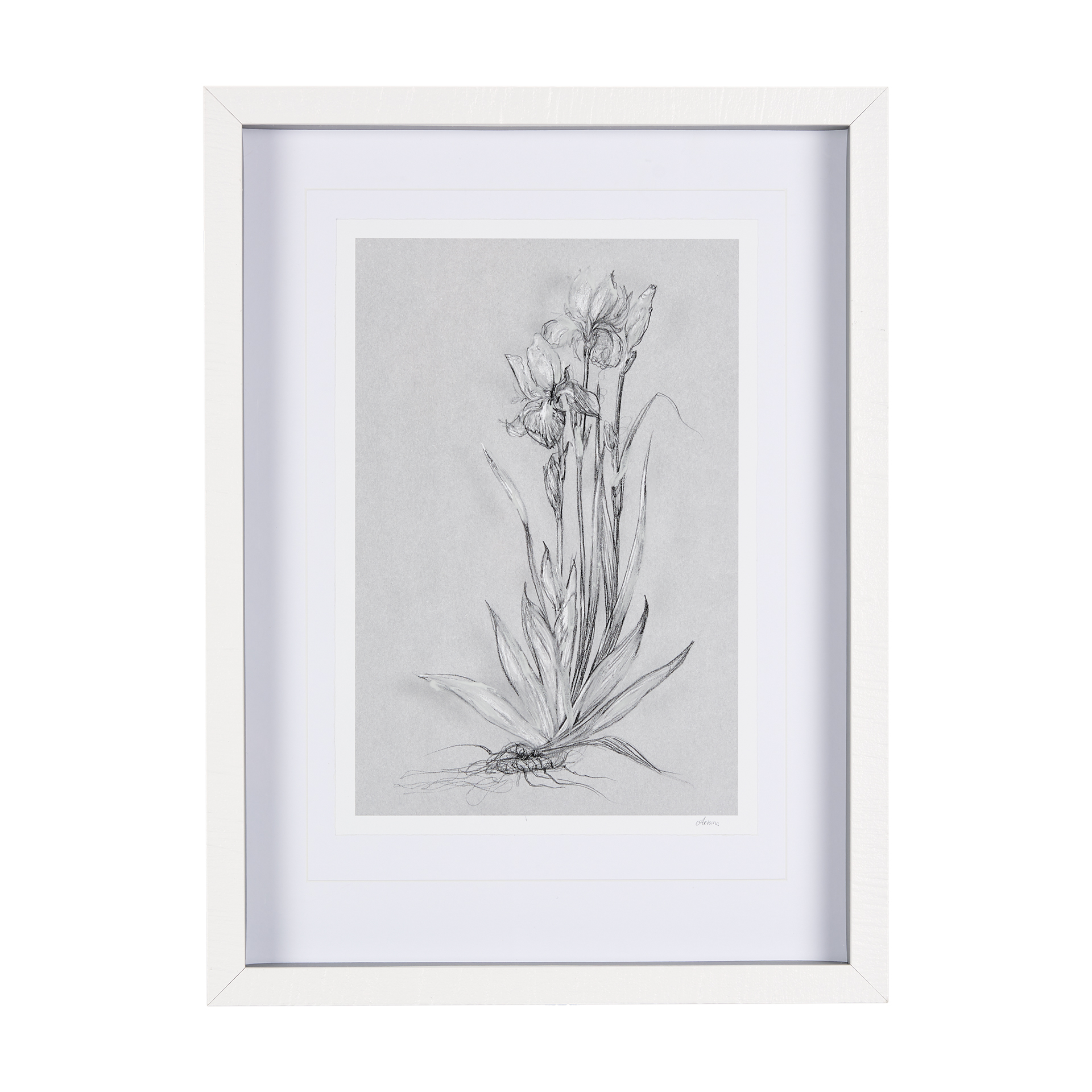 Botanical Sketches IV (Grey) (17 x 23)
