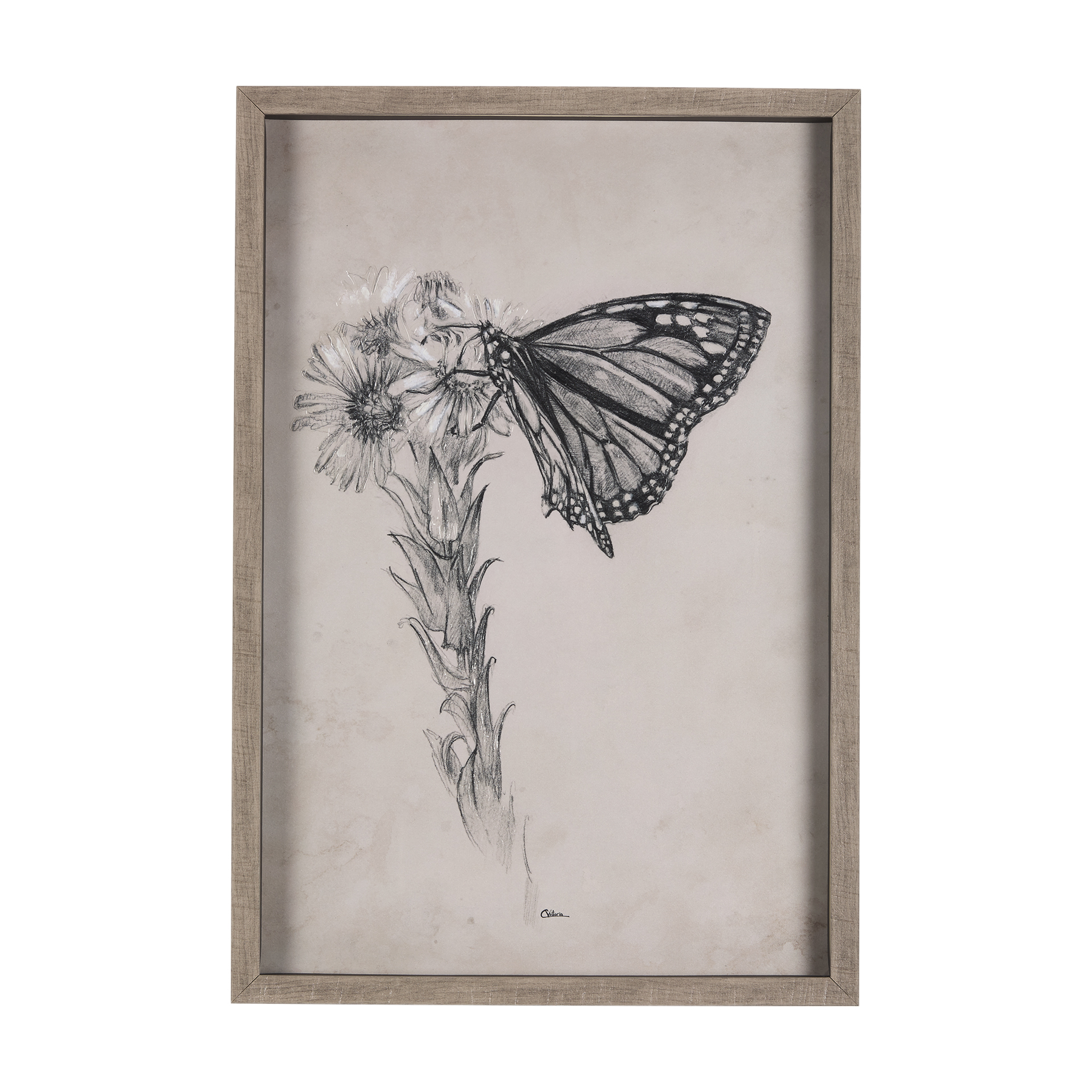 Wild Aster With  Monarch Butterfly Drawing III (21 x 31)