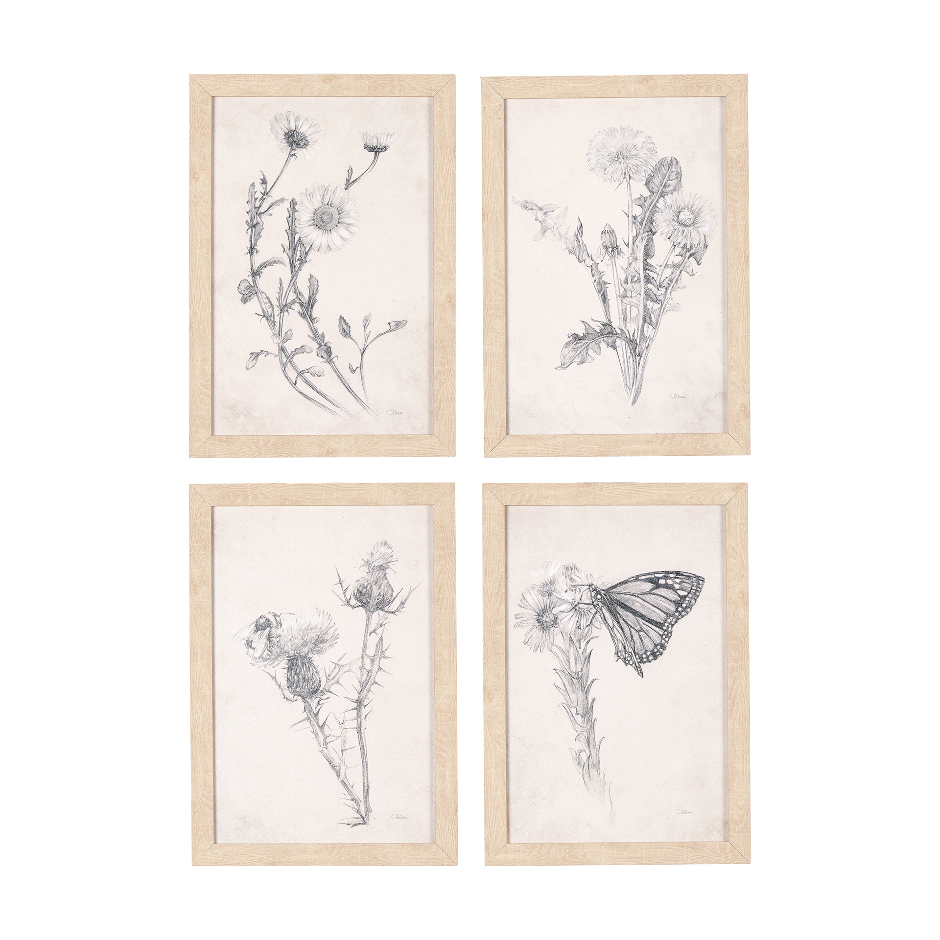 Chamomile Drawing (Set 5) (11 x 16)