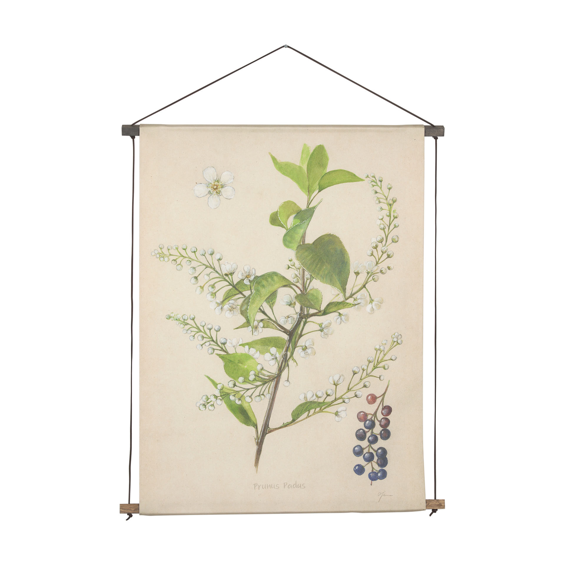 Botanical Study-Prunus Padus (27 x 38)