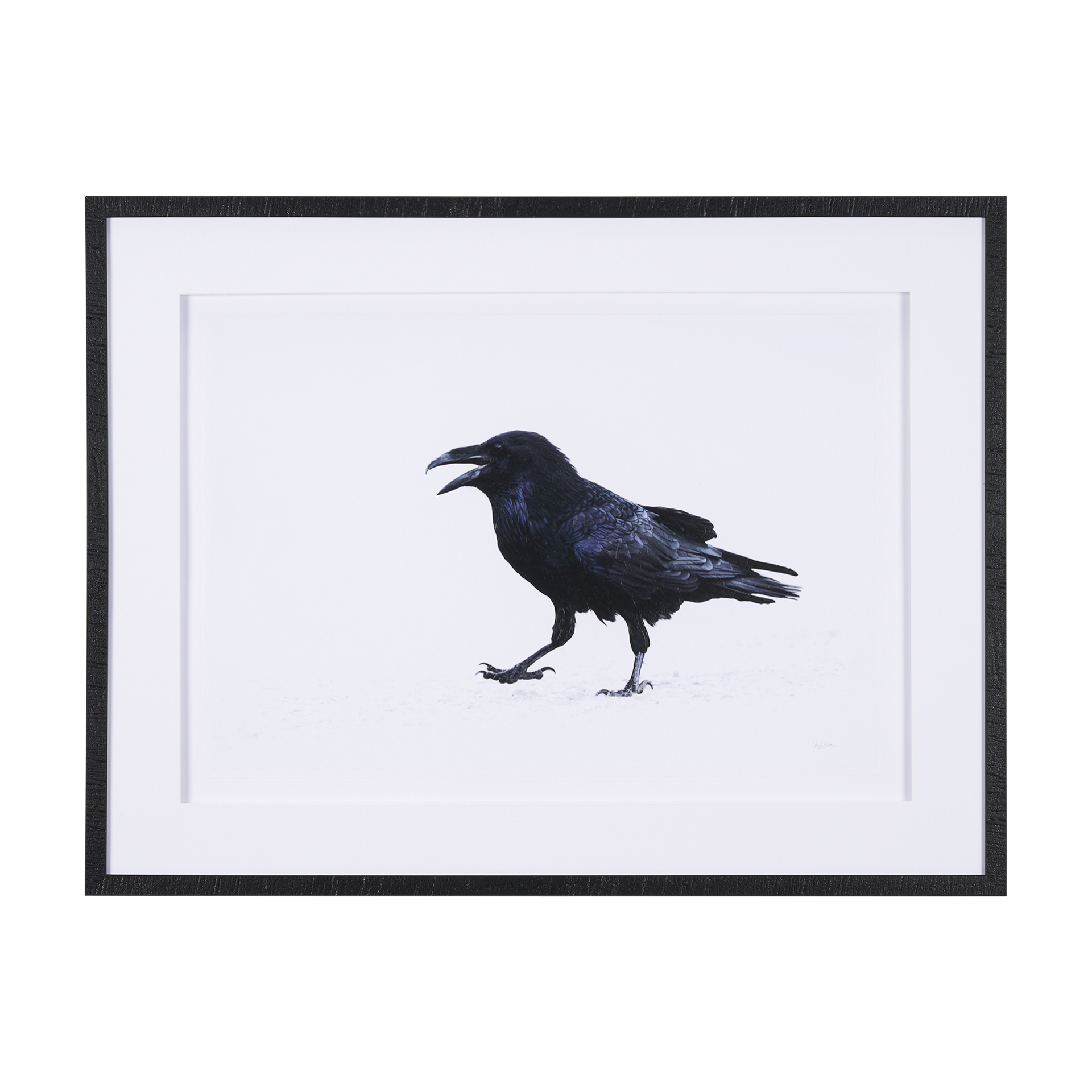 Raven Beauty (42 x 32)