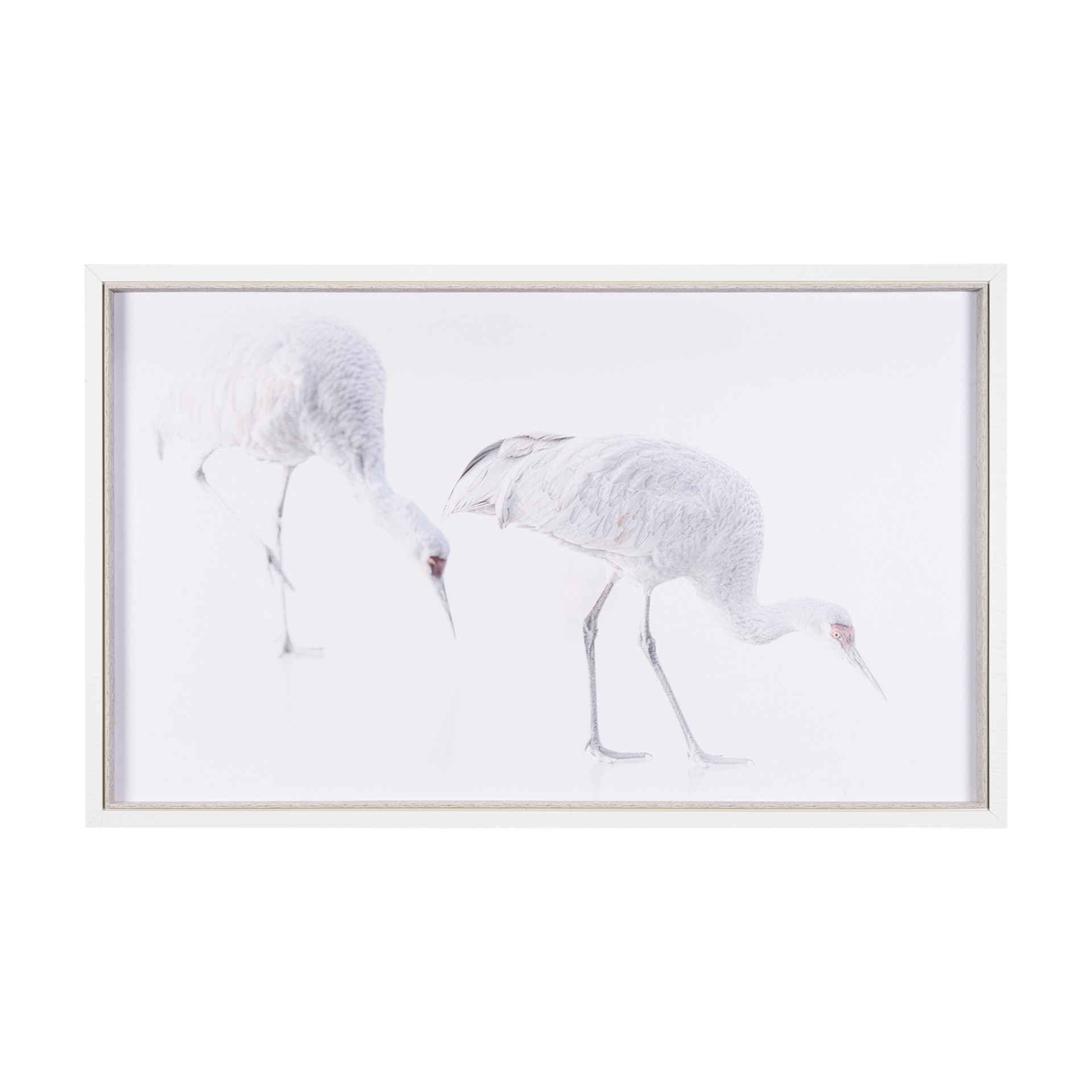 Sandhill Cranes (52 x 32)