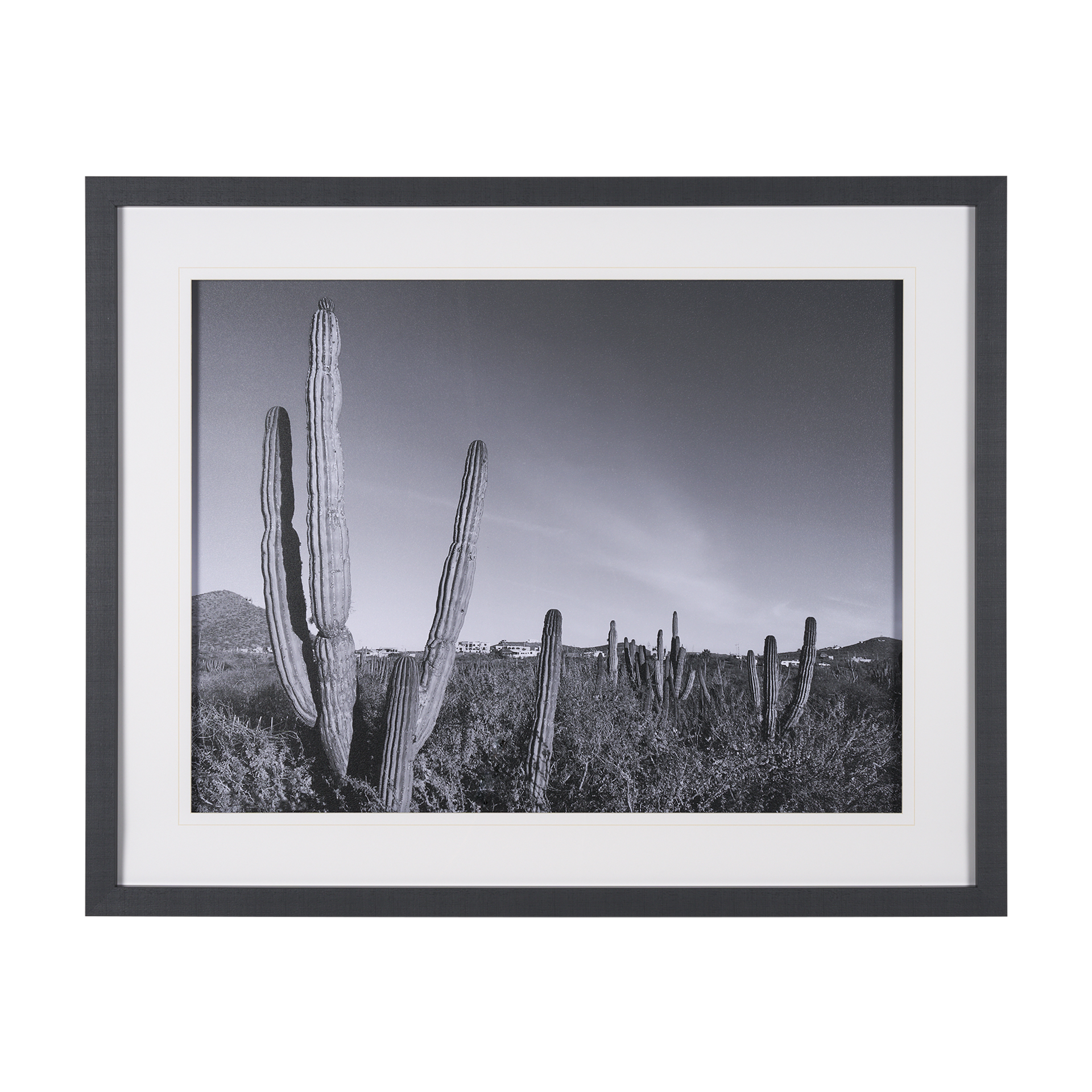 On The Ranch Cactus I (53 x 43)