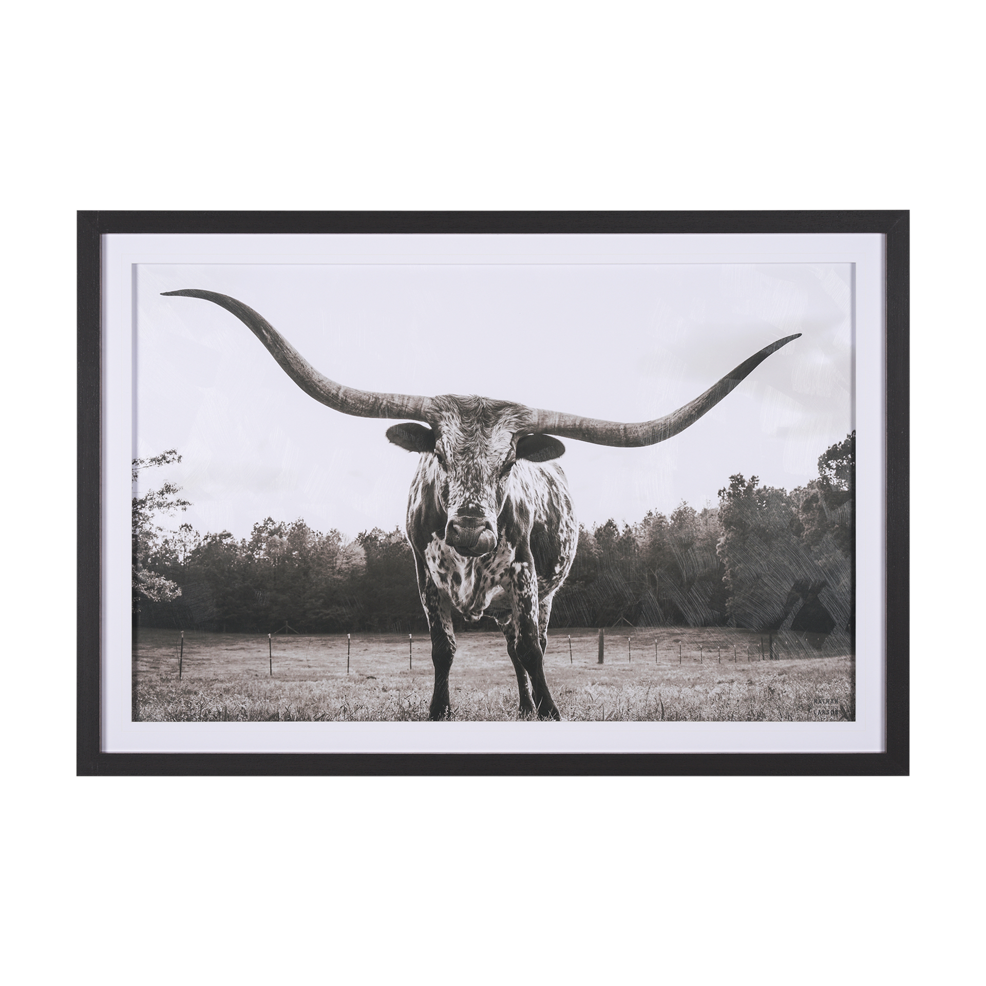 Longhorn Last Call BW (63 x 43)