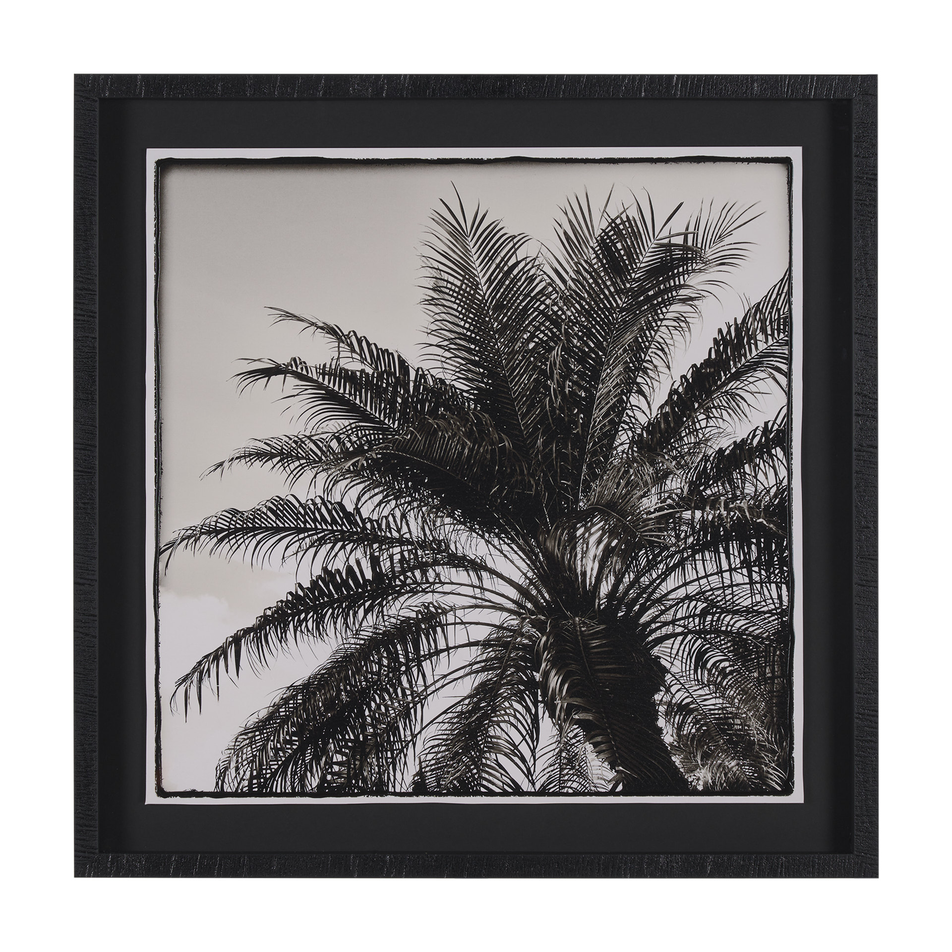 Palm Tree Sepia I (32 x 32)