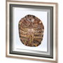10071 - Tortoise Shell Detail I by Naomi McCavitt a Framed Art Print Matted under Glass