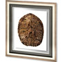 10072 - Tortoise Shell Detail II by Naomi McCavitt a Framed Art Print Matted under Glass