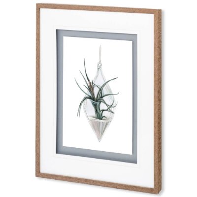 10293 - Air Plant 2 by Harvey, Brenna a Framed Art Print Matted under Glass