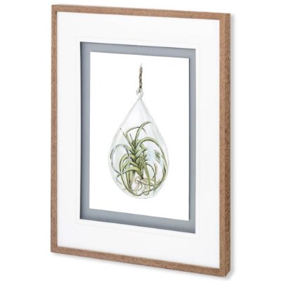 10294 - Air Plant 3 by Harvey, Brenna a Framed Art Print Matted under Glass