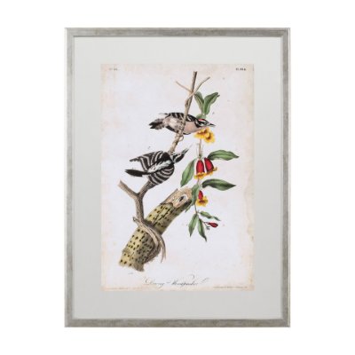 10476 - Downy Woodpecker by John James Audubon a Framed Art Print Matted under Glass