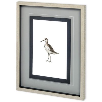 10732 - Custom Sea Bird VI by Grace Popp a Framed Art Print Matted under Glass