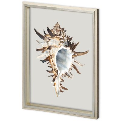 11218 - Custom Black Murex by Maleki, Ferdos a Framed Art Print Matted under Glass