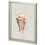 11220 - Custom Spider Conch by Maleki, Ferdos a Framed Art Print Matted under Glass