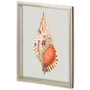 11221 - Custom Spider Conch by Maleki, Ferdos a Framed Art Print Matted under Glass