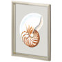 11222 - Custom Spider Conch by Maleki, Ferdos a Framed Art Print Matted under Glass