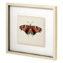 11351 - Butterfly Study IV by Melissa Wang a Hand Embellished Textured Framed Art Print Matted under Glass