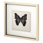 11349 - Butterfly Study III by Melissa Wang a Hand Embellished Textured Framed Art Print Matted under Glass
