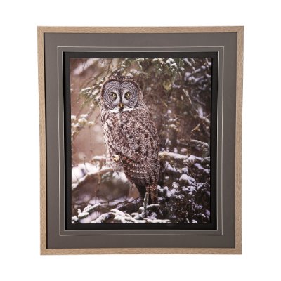 12797 - Owl in the Snow  by PHBurchett a Framed Photo Art Print Matted under Glass