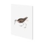 101253-L - White Tailed Sandpiper by Maria Mendez a Hand Embellished Textured Canvas