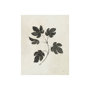 101594-S - Botanical Study III by Julia Purinton a Hand Embellished Textured Canvas