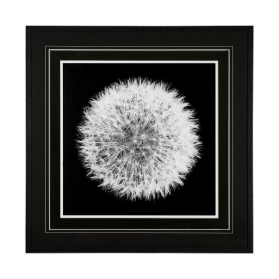 13338 - Dandelion on Black I by Aledanda a Framed Photo Art Print Matted under Glass