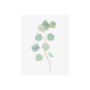 101764-S - Soft Eucalyptus Branch IV by Emma Scarvey a Hand Embellished Textured Canvas