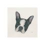 101773-S - Floyd (Boston Terrier 1) by Mercana Studio a Hand Embellished Textured Canvas