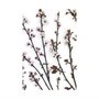 101798-L - Budding Blossom by Frank Assaf a Hand Embellished Textured Canvas