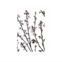 101798-S - Budding Blossom by Frank Assaf a Hand Embellished Textured Canvas