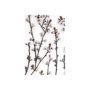 101797-S - Budding Blossom by Frank Assaf a Hand Embellished Textured Canvas