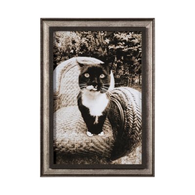 13545 - Kitty I by Jim Drafield a Framed Photo Art Print