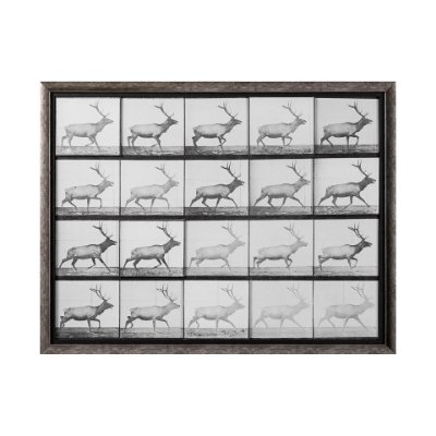 13682 - Elk Trotting by Eadweard Muybridge a Hand Embellished Textured Framed Art Print Matted under Glass