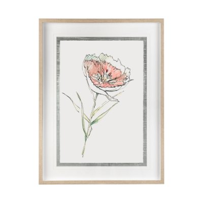 13653 - Dianthus II by Panpan Zhang a Framed Art Print Matted under Glass