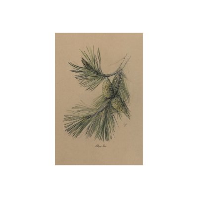 102044-S - Evergreen collection I by Victoria a Hand Embellished Textured Canvas