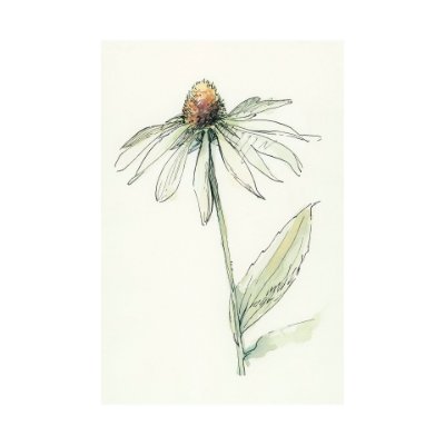 101885-L - Echinacea II by Mercana Studio a Hand Embellished Textured Canvas