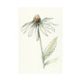 101885-L - Echinacea II by Mercana Studio a Hand Embellished Textured Canvas