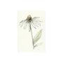 101885-S - Echinacea II by Mercana Studio a Hand Embellished Textured Canvas